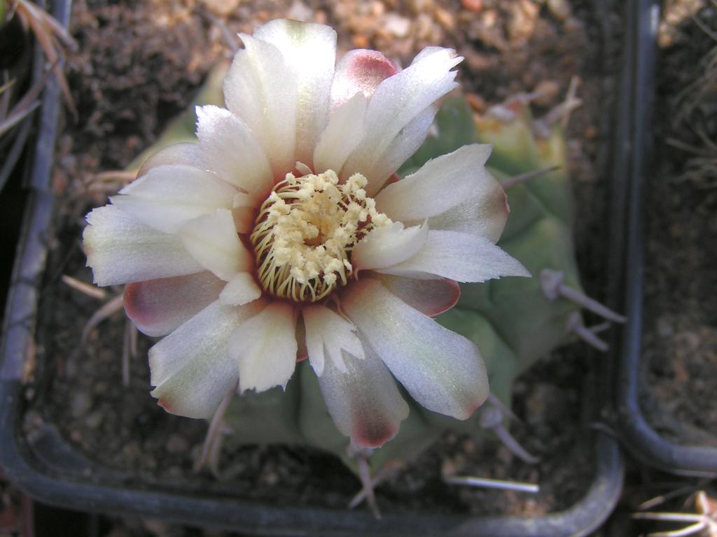 Gymnocalycium vatterii P 108 las Rabonas